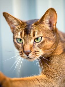 Preview wallpaper abyssinian cat, cat, face