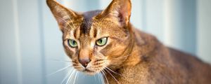 Preview wallpaper abyssinian cat, cat, face