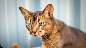 Preview wallpaper abyssinian cat, cat, face