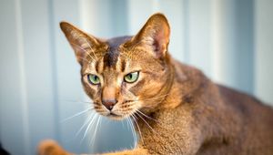 Preview wallpaper abyssinian cat, cat, face