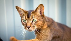 Preview wallpaper abyssinian cat, cat, face