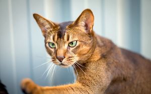 Preview wallpaper abyssinian cat, cat, face