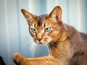 Preview wallpaper abyssinian cat, cat, face