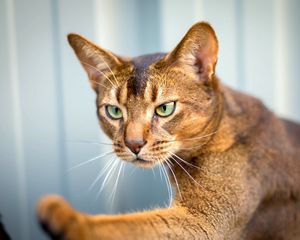 Preview wallpaper abyssinian cat, cat, face