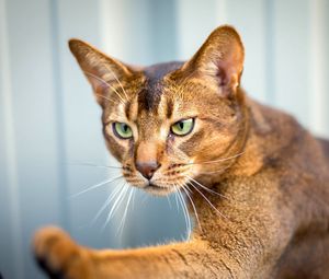 Preview wallpaper abyssinian cat, cat, face