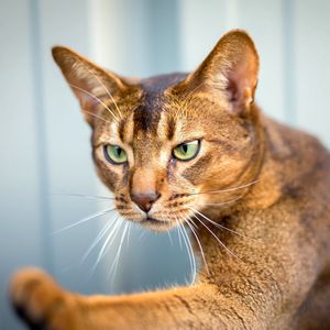 Preview wallpaper abyssinian cat, cat, face