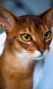 Preview wallpaper abyssinian cat, face, eyes, beautiful, cat