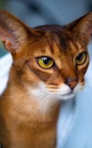 Preview wallpaper abyssinian cat, face, eyes, beautiful, cat