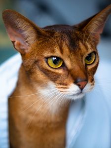 Preview wallpaper abyssinian cat, face, eyes, beautiful, cat