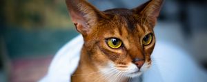 Preview wallpaper abyssinian cat, face, eyes, beautiful, cat