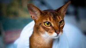 Preview wallpaper abyssinian cat, face, eyes, beautiful, cat