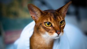 Preview wallpaper abyssinian cat, face, eyes, beautiful, cat