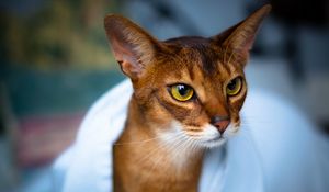 Preview wallpaper abyssinian cat, face, eyes, beautiful, cat