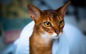 Preview wallpaper abyssinian cat, face, eyes, beautiful, cat