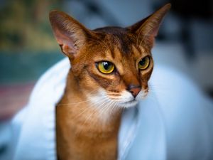 Preview wallpaper abyssinian cat, face, eyes, beautiful, cat
