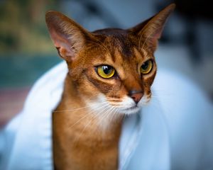 Preview wallpaper abyssinian cat, face, eyes, beautiful, cat