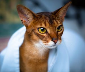 Preview wallpaper abyssinian cat, face, eyes, beautiful, cat