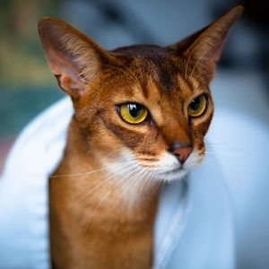 Preview wallpaper abyssinian cat, face, eyes, beautiful, cat