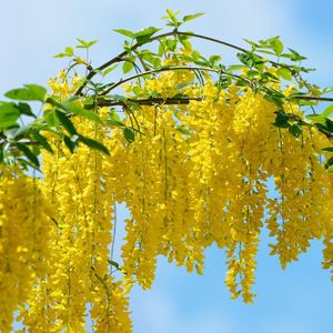 Preview wallpaper acacia, branch, bunch, sky, foliage, sunny