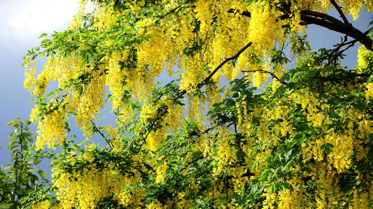Wallpaper acacia, flowering, yellow, wood, twigs, herbs