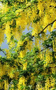 Preview wallpaper acacia, flowering, yellow, wood, twigs, herbs