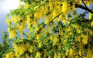 Preview wallpaper acacia, flowering, yellow, wood, twigs, herbs