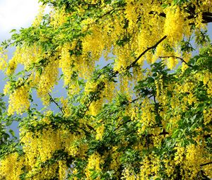 Preview wallpaper acacia, flowering, yellow, wood, twigs, herbs