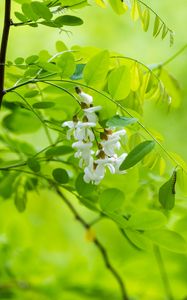 Preview wallpaper acacia, flowers, leaves, branch, macro, green