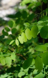 Preview wallpaper acacia, leaves, branch, nature