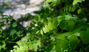 Preview wallpaper acacia, leaves, branch, nature