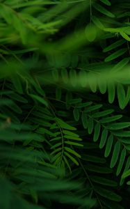 Preview wallpaper acacia, leaves, branches, green