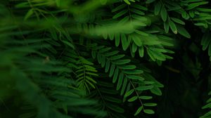 Preview wallpaper acacia, leaves, branches, green