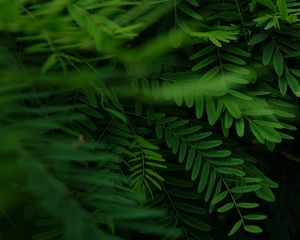 Preview wallpaper acacia, leaves, branches, green