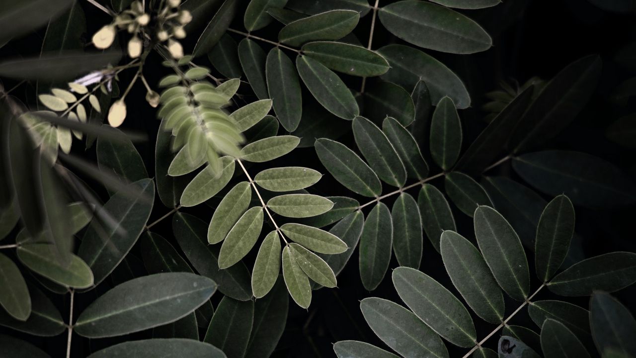 Wallpaper acacia, leaves, bush, green, dark