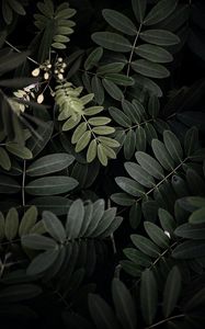 Preview wallpaper acacia, leaves, bush, green, dark
