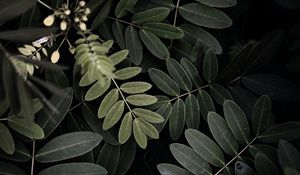 Preview wallpaper acacia, leaves, bush, green, dark