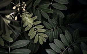 Preview wallpaper acacia, leaves, bush, green, dark