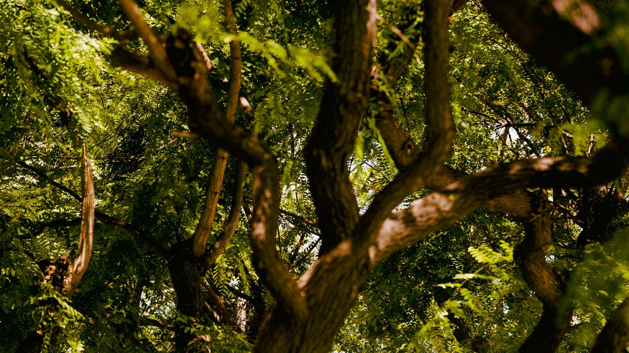 Wallpaper acacia, tree, branches, leaves, bark