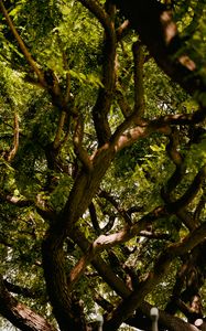 Preview wallpaper acacia, tree, branches, leaves, bark