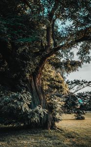 Preview wallpaper acacia, tree, old, trunk, branches, leaves