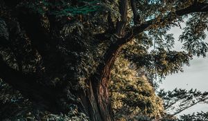 Preview wallpaper acacia, tree, old, trunk, branches, leaves