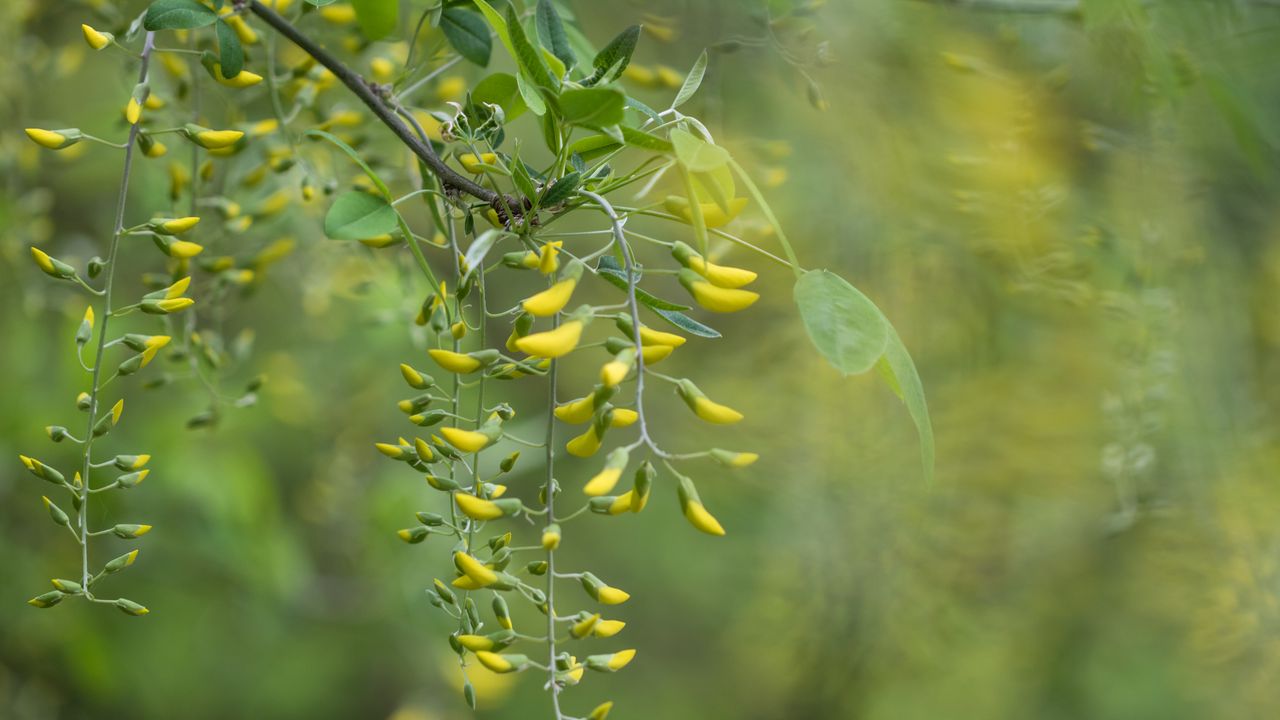 Wallpaper acacia, yellow, buds, branch, bloom