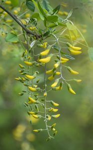 Preview wallpaper acacia, yellow, buds, branch, bloom