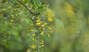 Preview wallpaper acacia, yellow, buds, branch, bloom