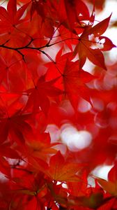 Preview wallpaper acer japonicum, amur maple, maple, leaves, glare, red, branches