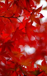 Preview wallpaper acer japonicum, amur maple, maple, leaves, glare, red, branches