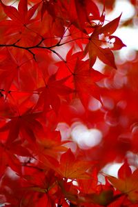 Preview wallpaper acer japonicum, amur maple, maple, leaves, glare, red, branches