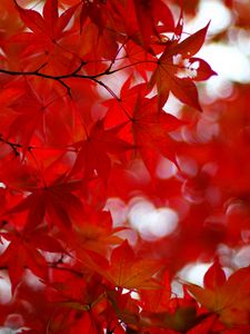 Preview wallpaper acer japonicum, amur maple, maple, leaves, glare, red, branches