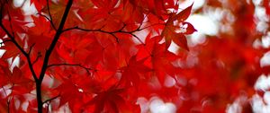 Preview wallpaper acer japonicum, amur maple, maple, leaves, glare, red, branches