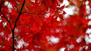 Preview wallpaper acer japonicum, amur maple, maple, leaves, glare, red, branches